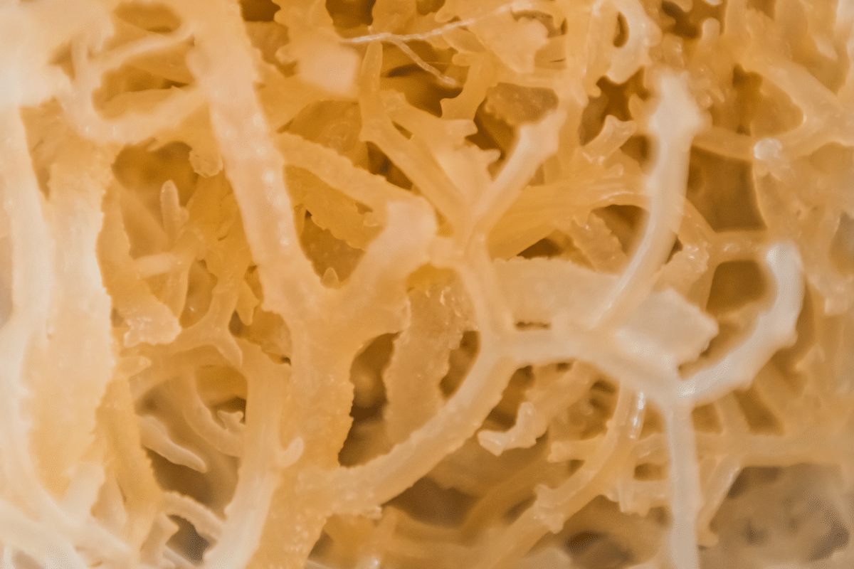 raw sea moss image